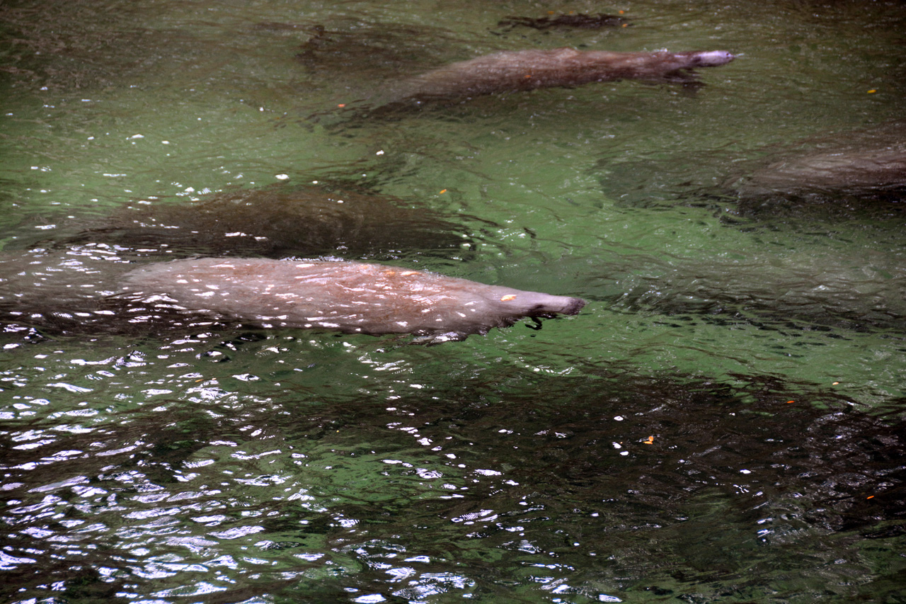 2014-01-21, 034, Blue Springs St Pk, FL