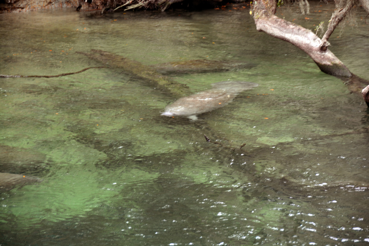 2014-01-21, 037, Blue Springs St Pk, FL