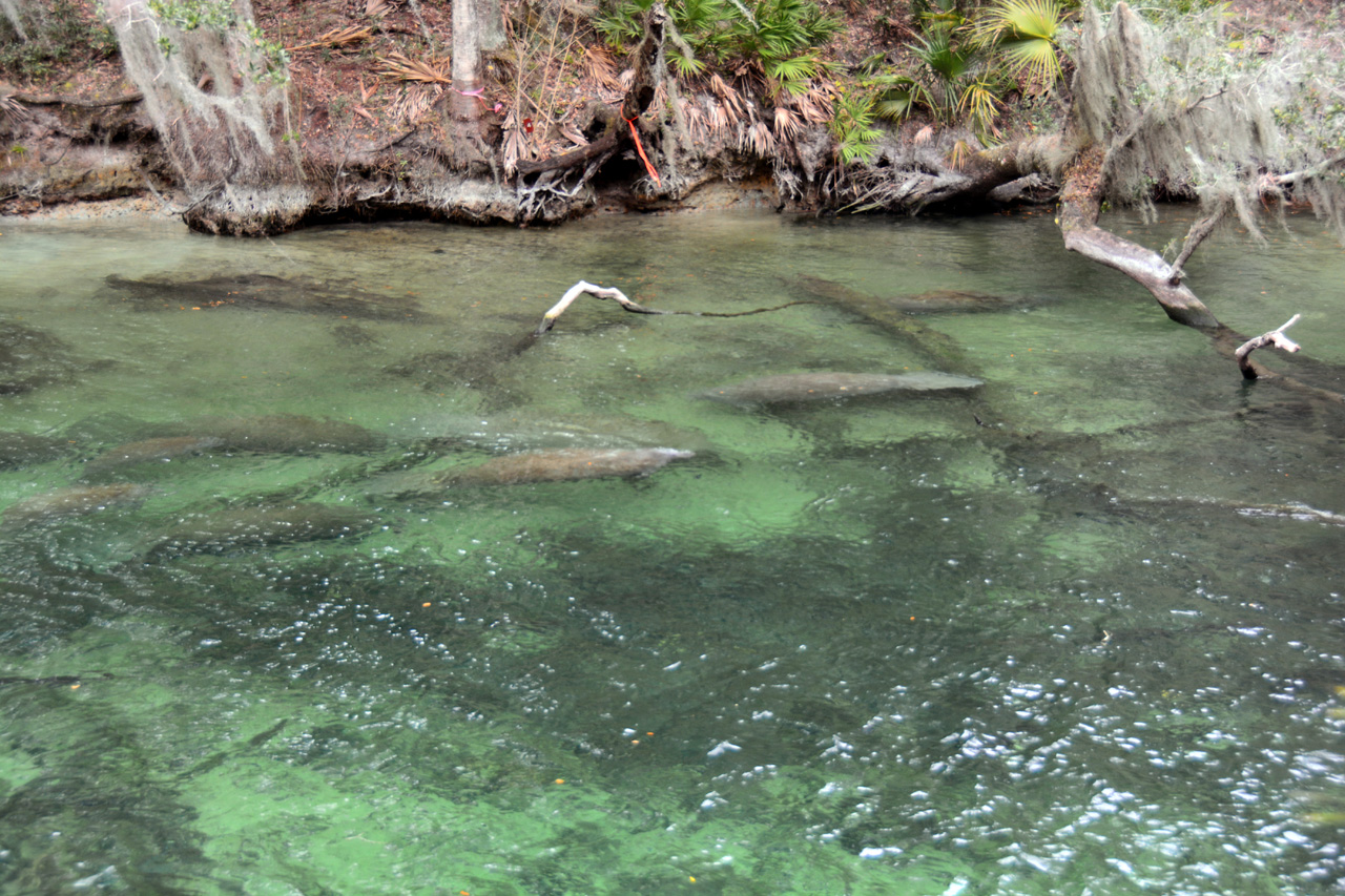 2014-01-21, 038, Blue Springs St Pk, FL