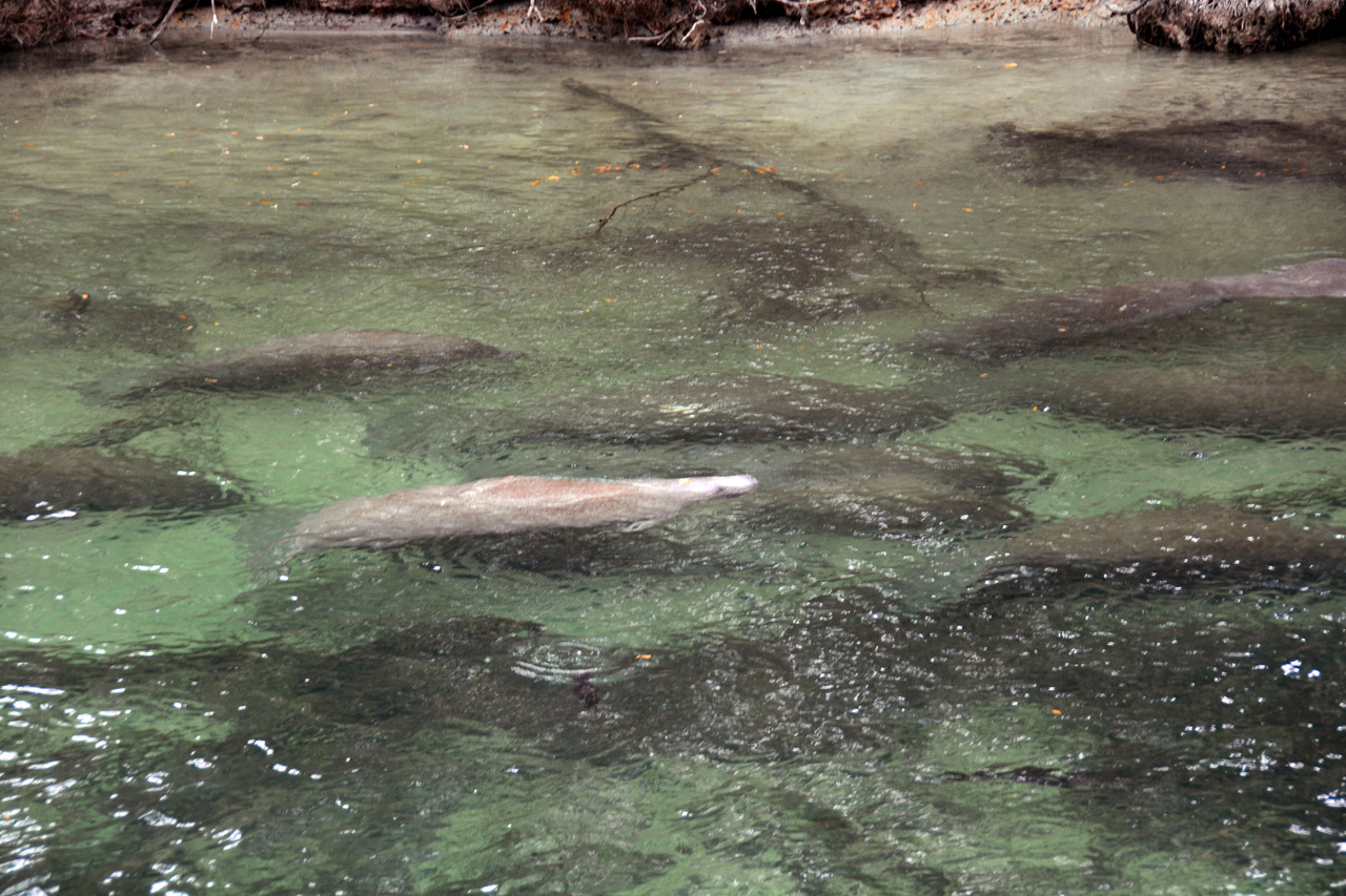 2014-01-21, 040, Blue Springs St Pk, FL