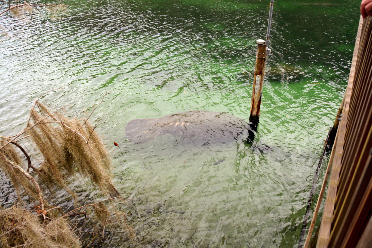 2014-01-21, 041, Blue Springs St Pk, FL