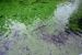 2014-01-21, 022, Blue Springs St Pk, FL