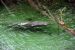 2014-01-21, 025, Blue Springs St Pk, FL