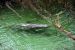 2014-01-21, 026, Blue Springs St Pk, FL