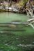 2014-01-21, 028, Blue Springs St Pk, FL