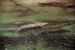 2014-01-21, 031, Blue Springs St Pk, FL