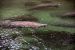2014-01-21, 034, Blue Springs St Pk, FL