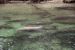 2014-01-21, 040, Blue Springs St Pk, FL