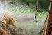2014-01-21, 041, Blue Springs St Pk, FL