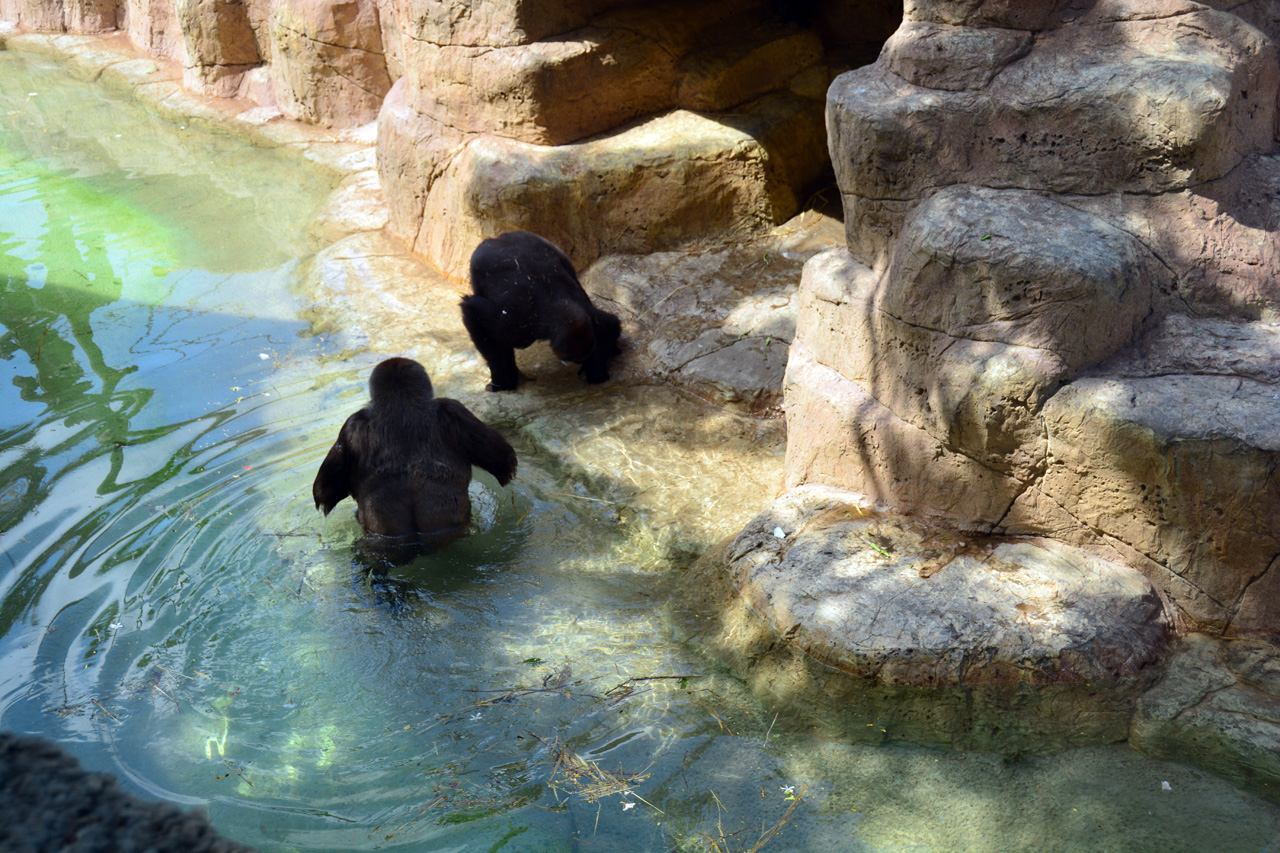 2014-04-23, 009, Gladys Porter Zoo, Brownsville, TX 
