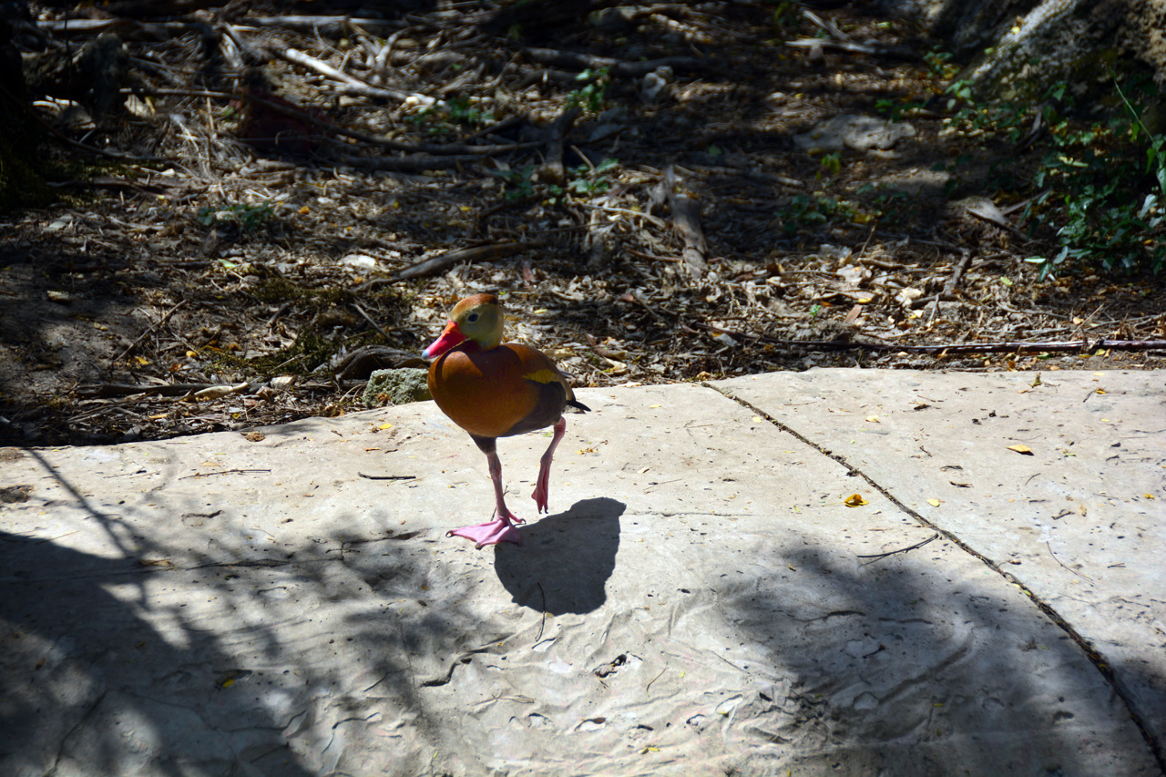 2014-04-23, 018, Gladys Porter Zoo, Brownsville, TX 