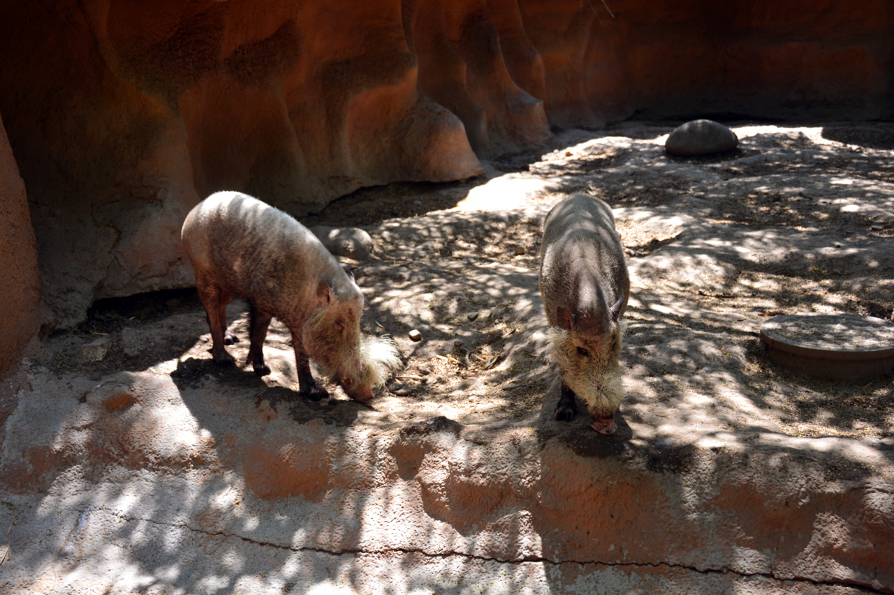 2014-04-23, 020, Gladys Porter Zoo, Brownsville, TX 