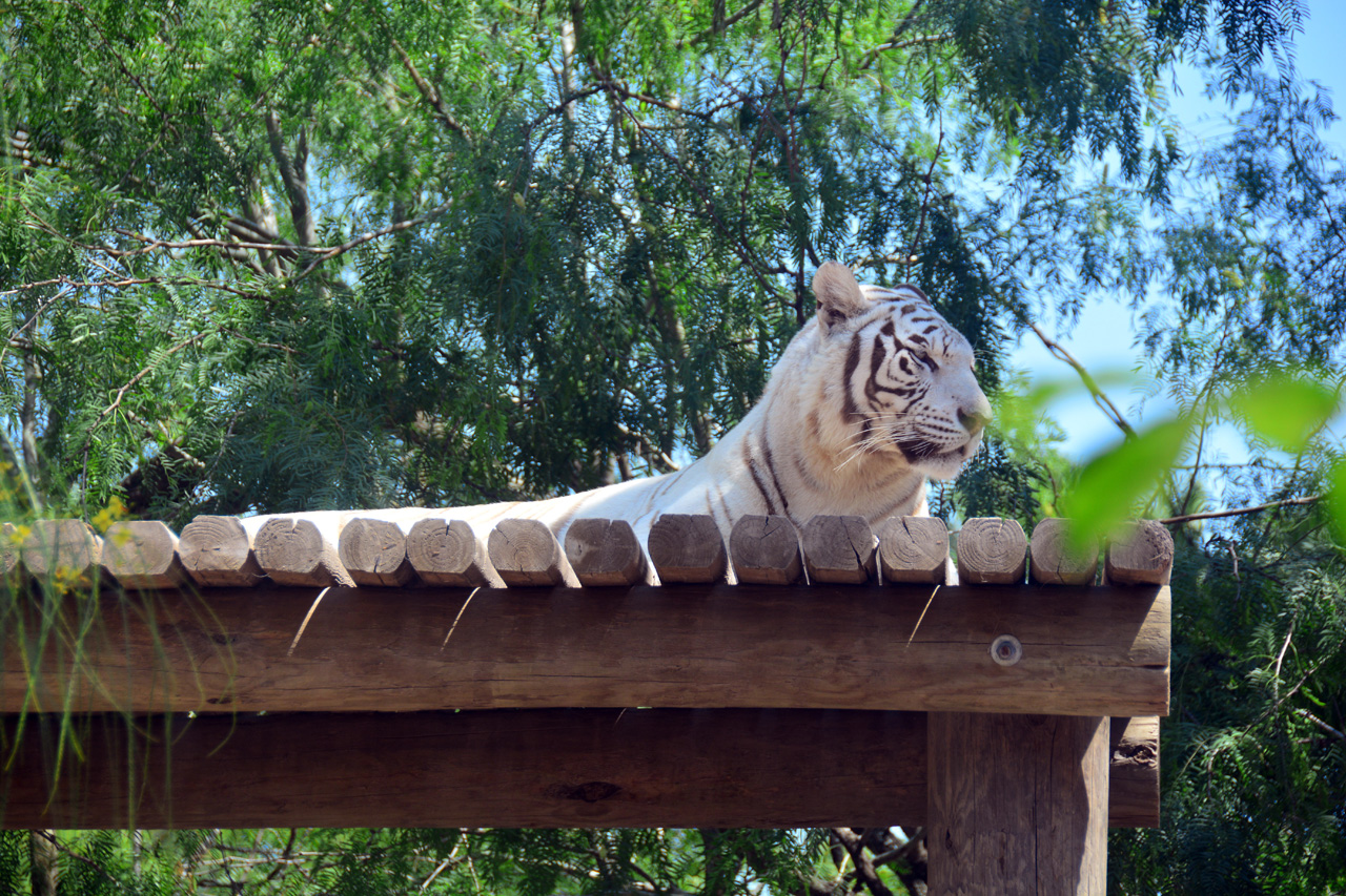 2014-04-23, 023, Gladys Porter Zoo, Brownsville, TX 