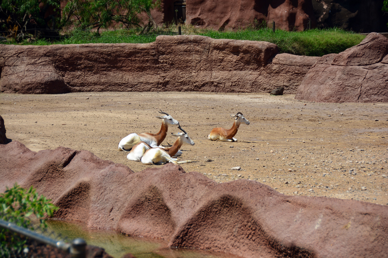 2014-04-23, 034, Gladys Porter Zoo, Brownsville, TX 
