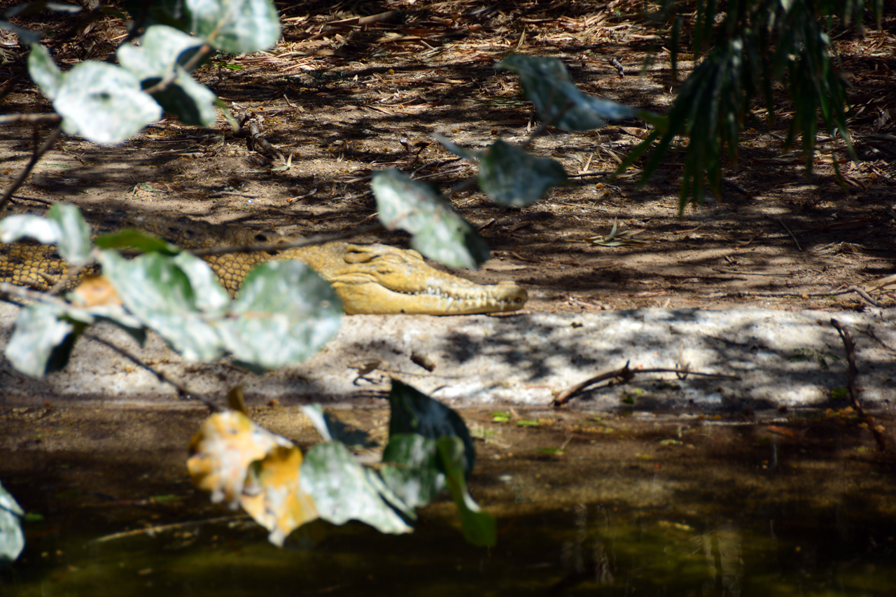 2014-04-23, 042, Gladys Porter Zoo, Brownsville, TX 