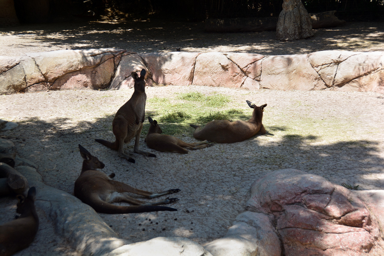 2014-04-23, 044, Gladys Porter Zoo, Brownsville, TX 