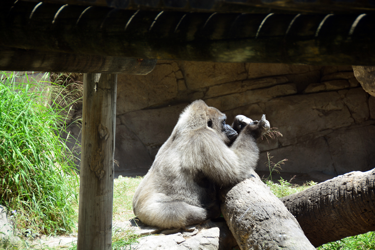 2014-04-23, 059, Gladys Porter Zoo, Brownsville, TX 