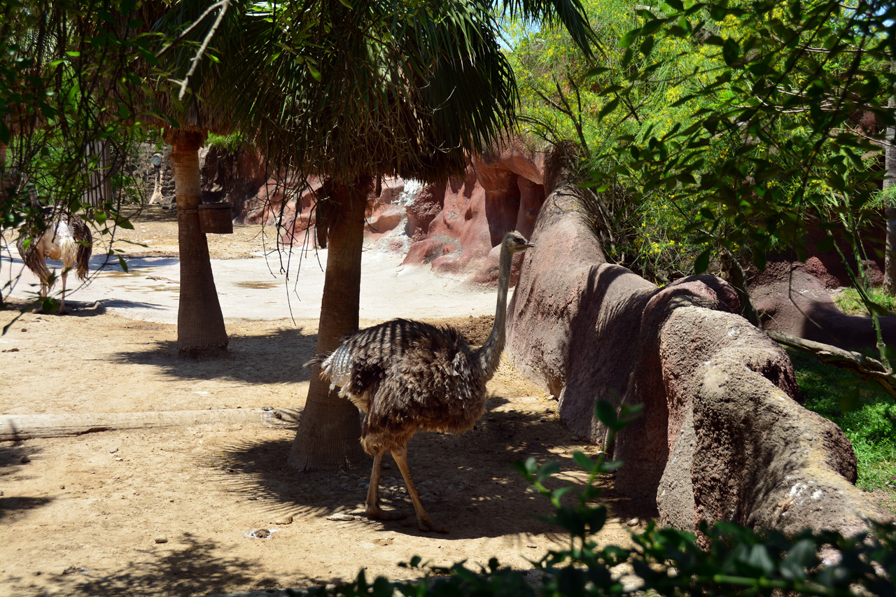 2014-04-23, 064, Gladys Porter Zoo, Brownsville, TX 