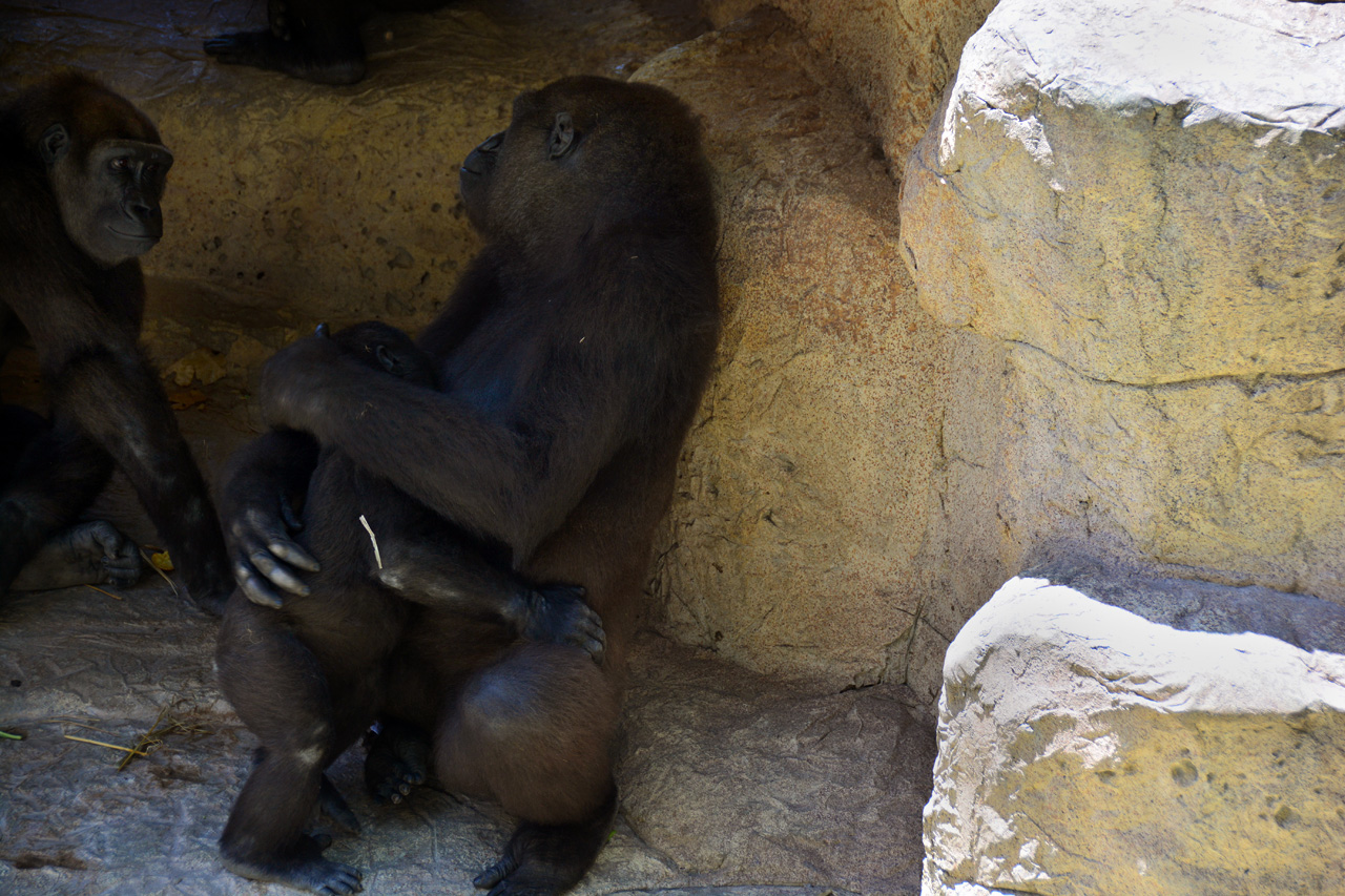 2014-04-23, 066, Gladys Porter Zoo, Brownsville, TX 