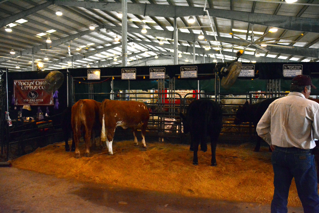 2014-03-14, 009, Judging of Steers, RGVLS, TX
