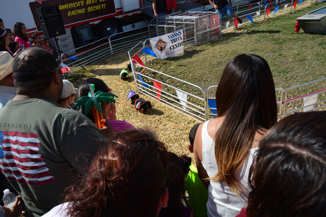 2014-03-14, 080, Swine Racing, RGVLS, TX