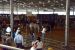 2014-03-14, 018, Judging of Steers, RGVLS, TX