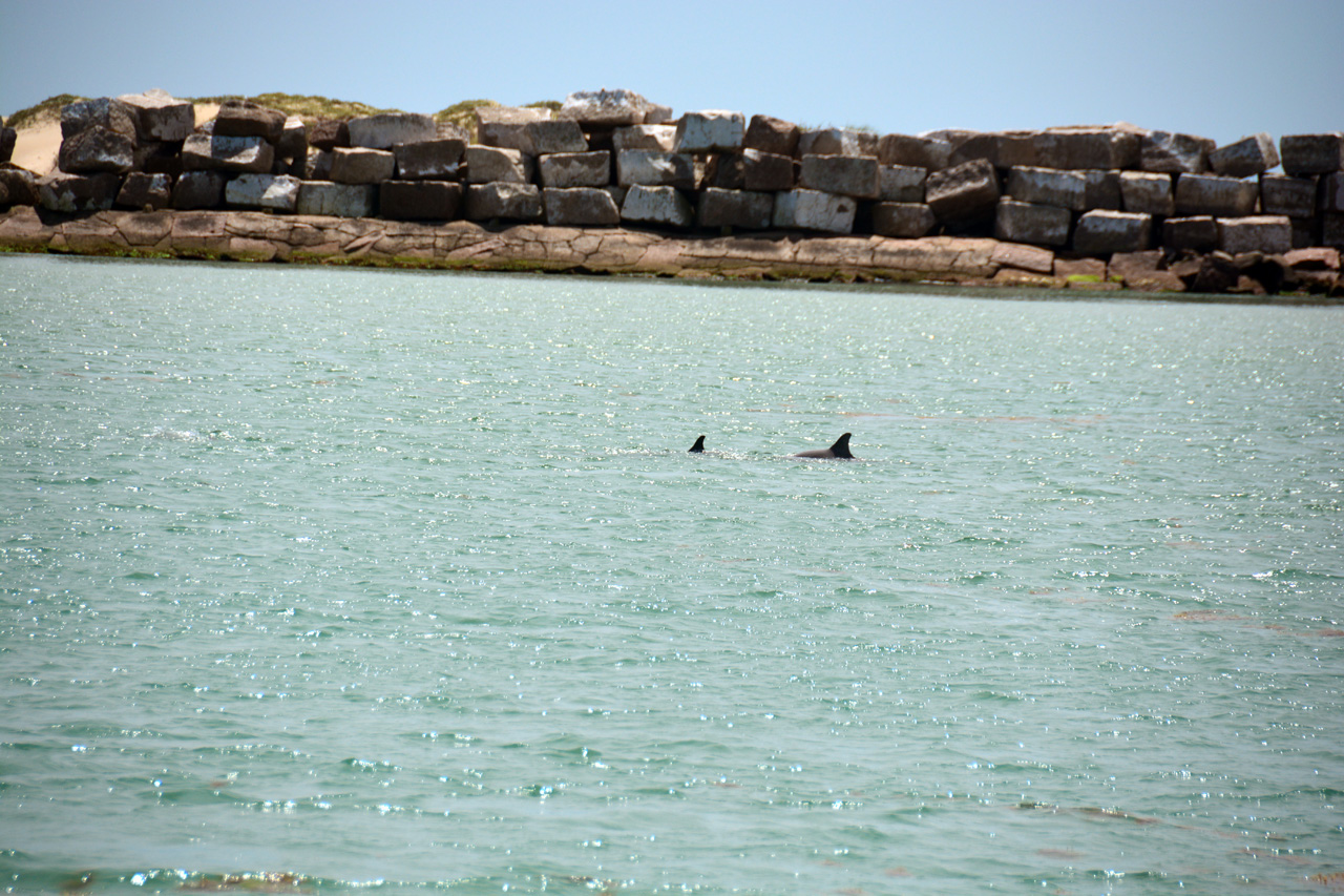 2014-04-09, 031, Dolphins, S Padre Island, TX