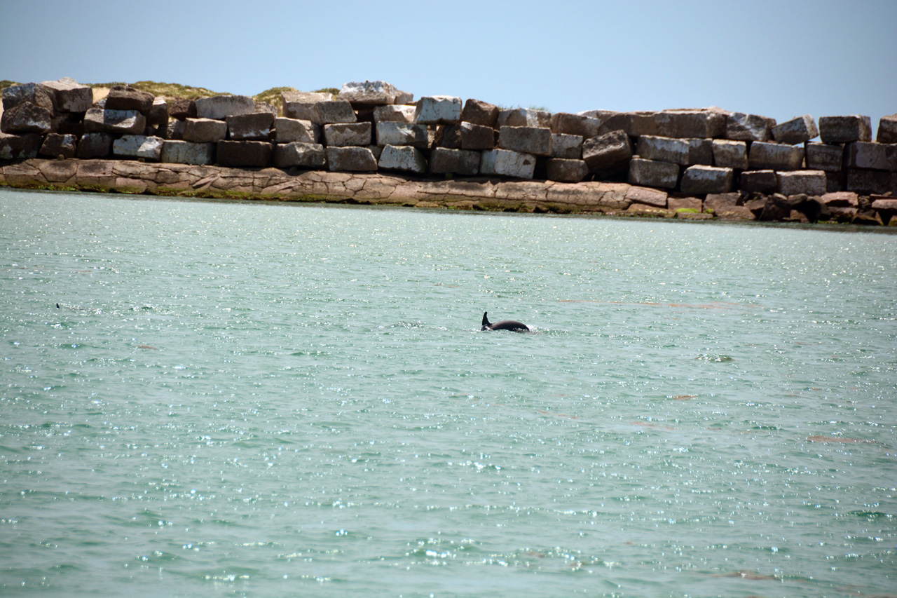 2014-04-09, 033, Dolphins, S Padre Island, TX