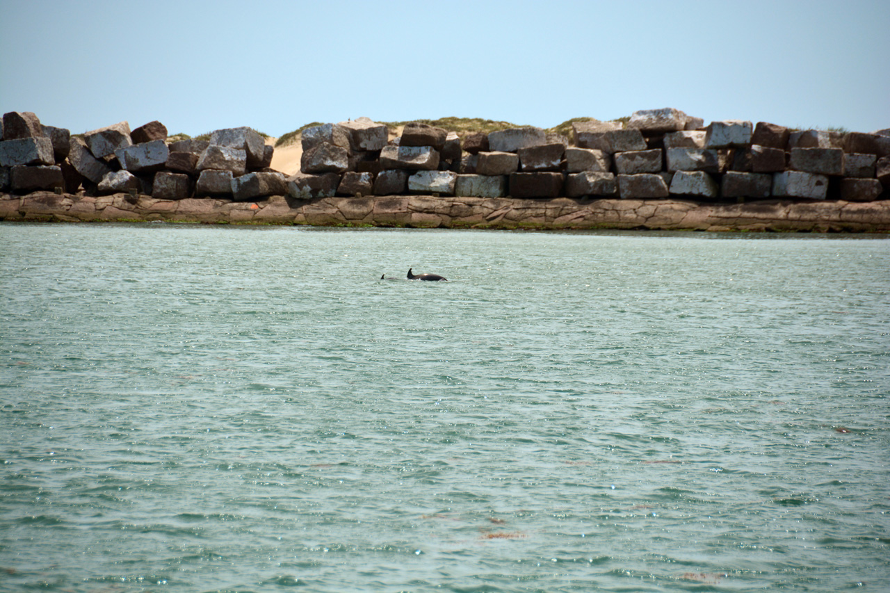 2014-04-09, 038, Dolphins, S Padre Island, TX