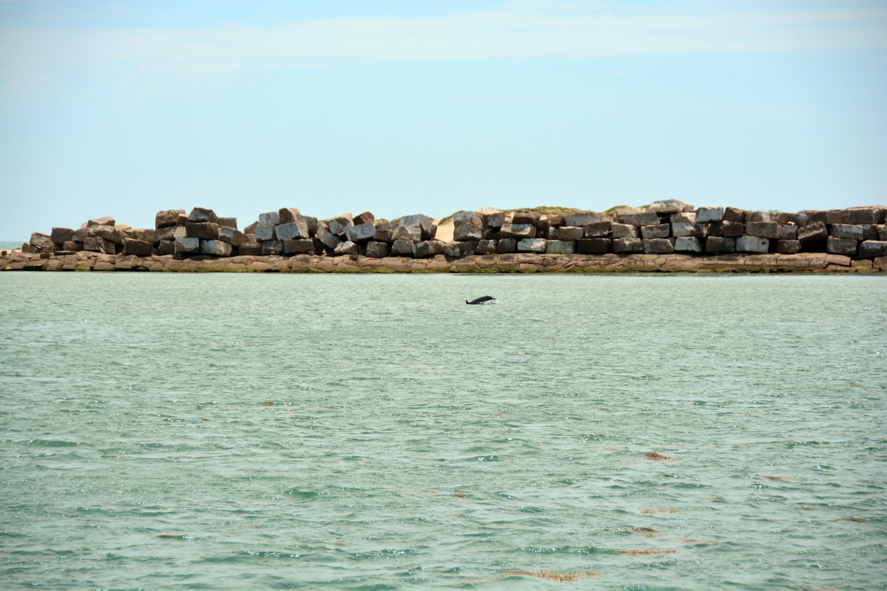 2014-04-09, 040, Dolphins, S Padre Island, TX