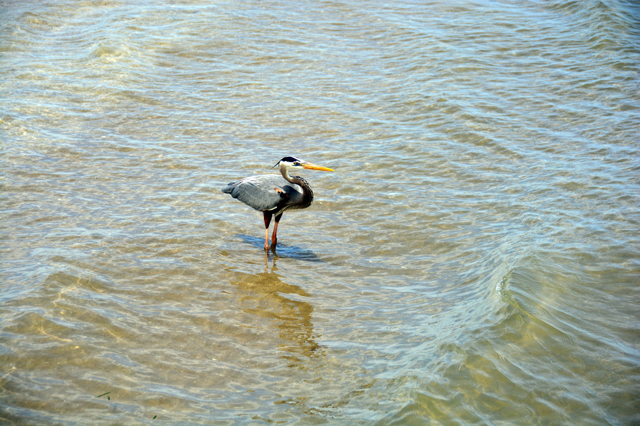 2014-04-09, 043, Isla Blanca Park, TX