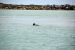 2014-04-09, 020, Dolphins, S Padre Island, TX