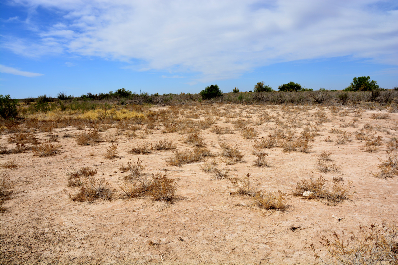 2014-05-09, 008, Salt Deposits on Soil