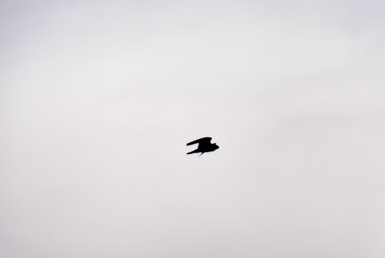 2014-05-09, 023, Buff Trail