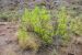 2014-05-09, 013, Mesquite Plant