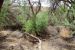 2014-05-09, 021, Tamarisk shrub