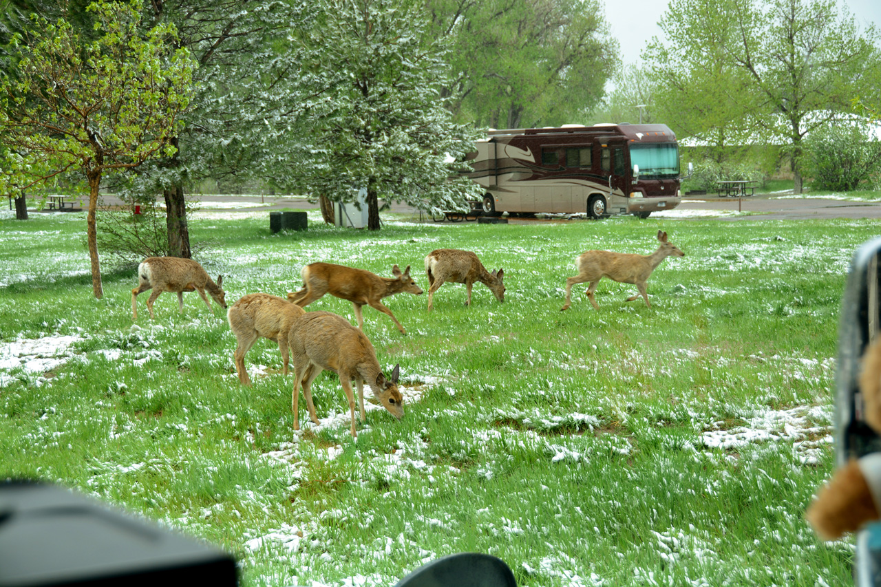 2014-05-11, 001, A Group of Deer pass by