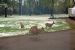 2014-05-11, 004, A Group of Deer pass by