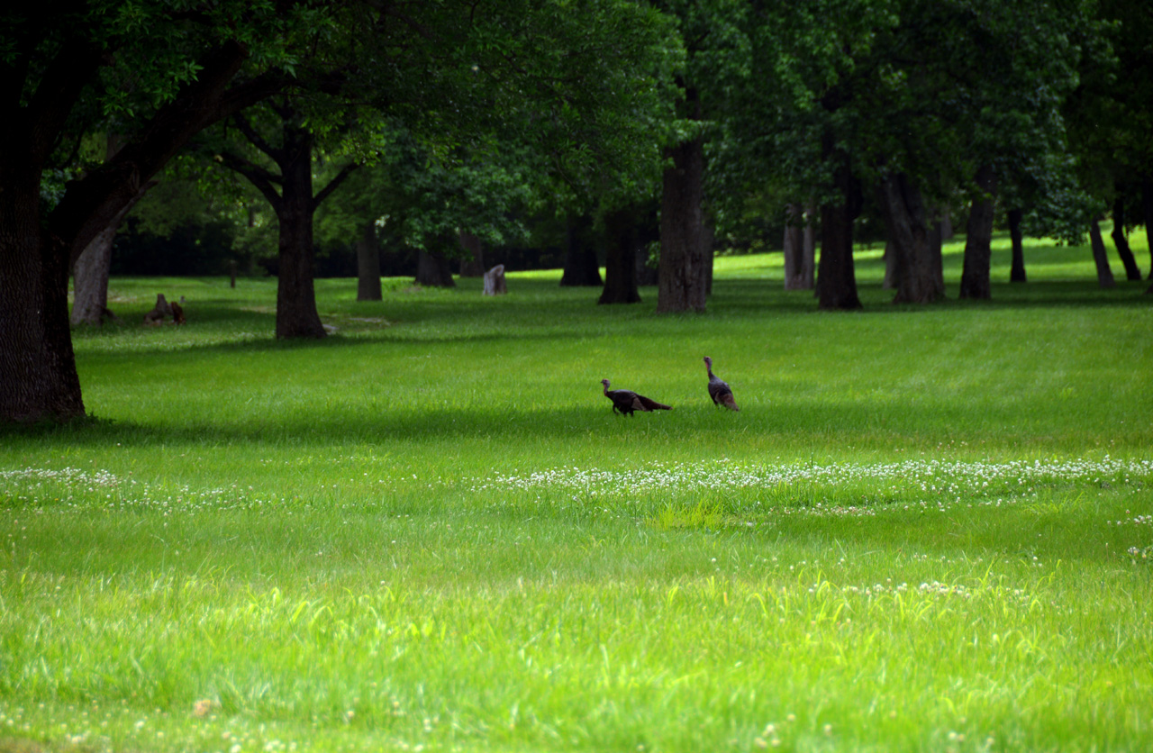 2014-06-17, 053, Cahokia Mounds SP, IL
