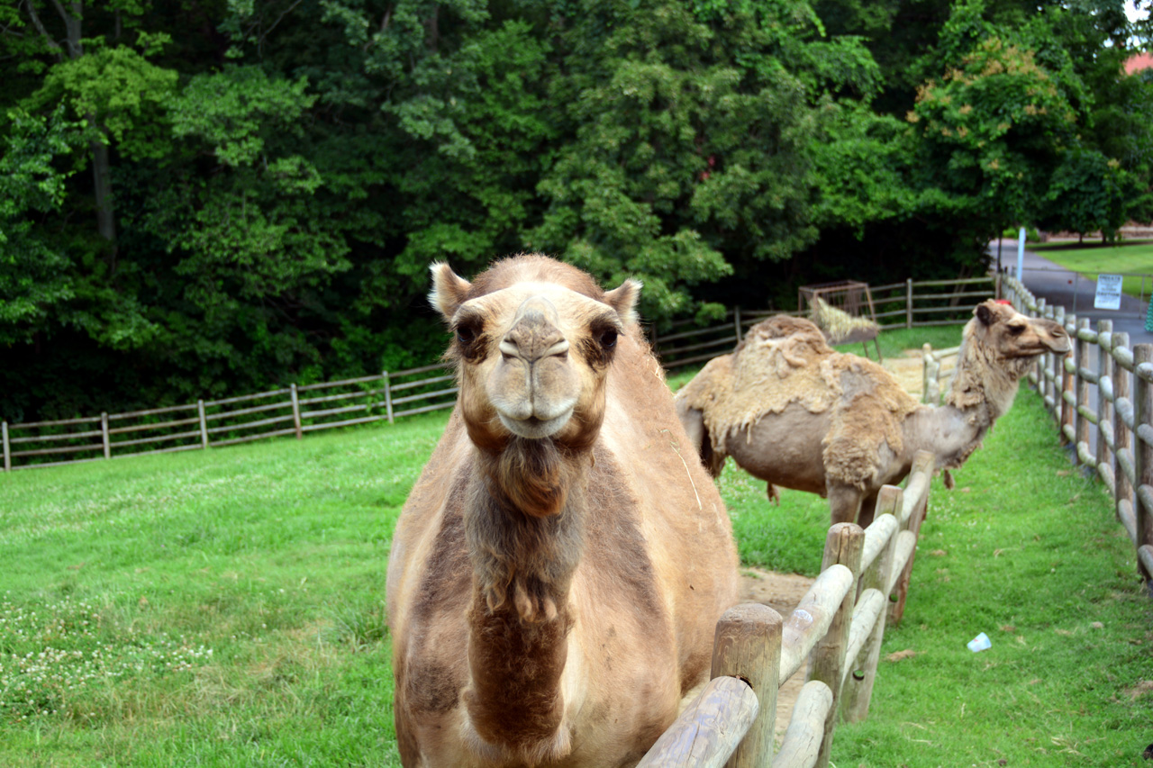 2014-07-04, 038, Grant's Farm, St Louis, MO