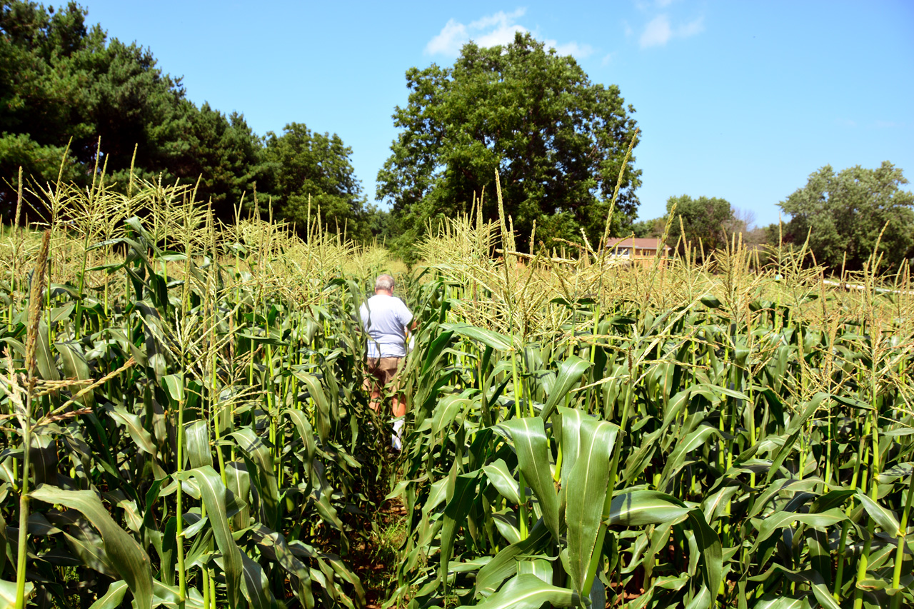 2014-08-29, 003, Picking Corn on my Birthday