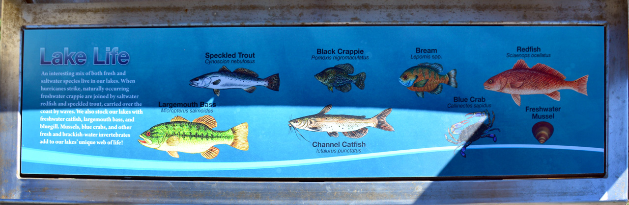 2014-10-24, 024, Fish, Gulf SP, AL