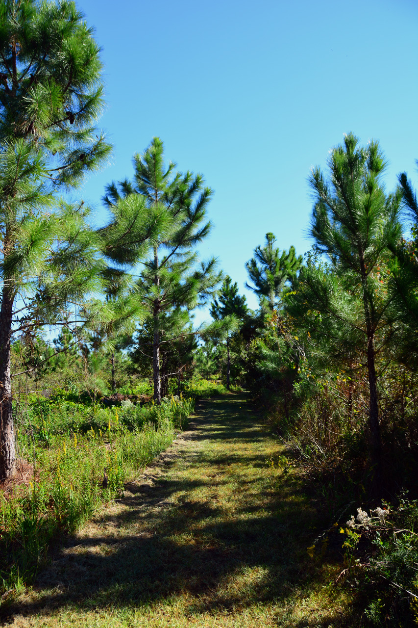 2014-10-24, 035, Armidillo Trail, Gulf SP, AL
