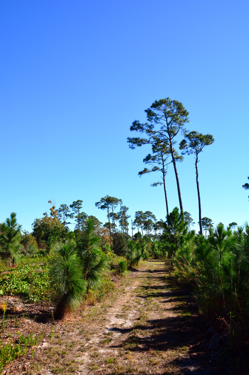 2014-10-24, 036, Armidillo Trail, Gulf SP, AL