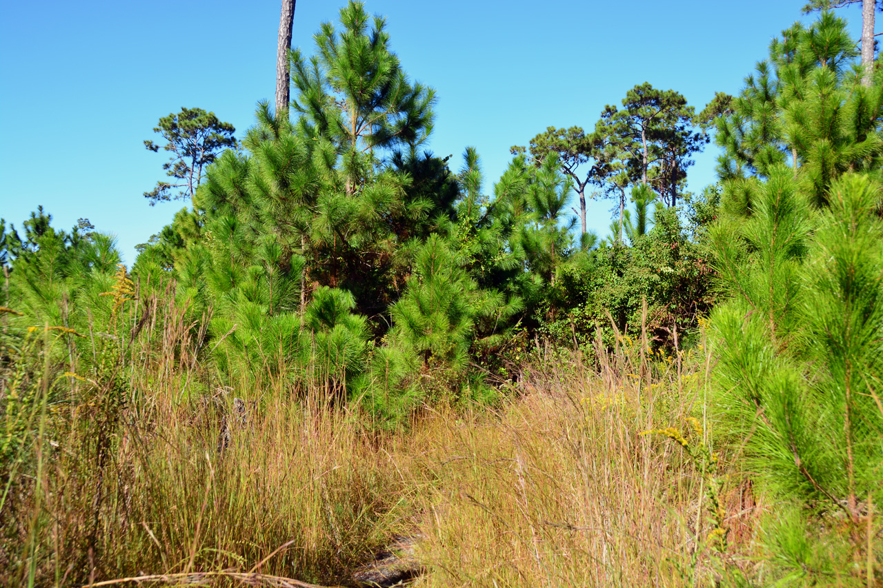 2014-10-24, 037, Armidillo Trail, Gulf SP, AL