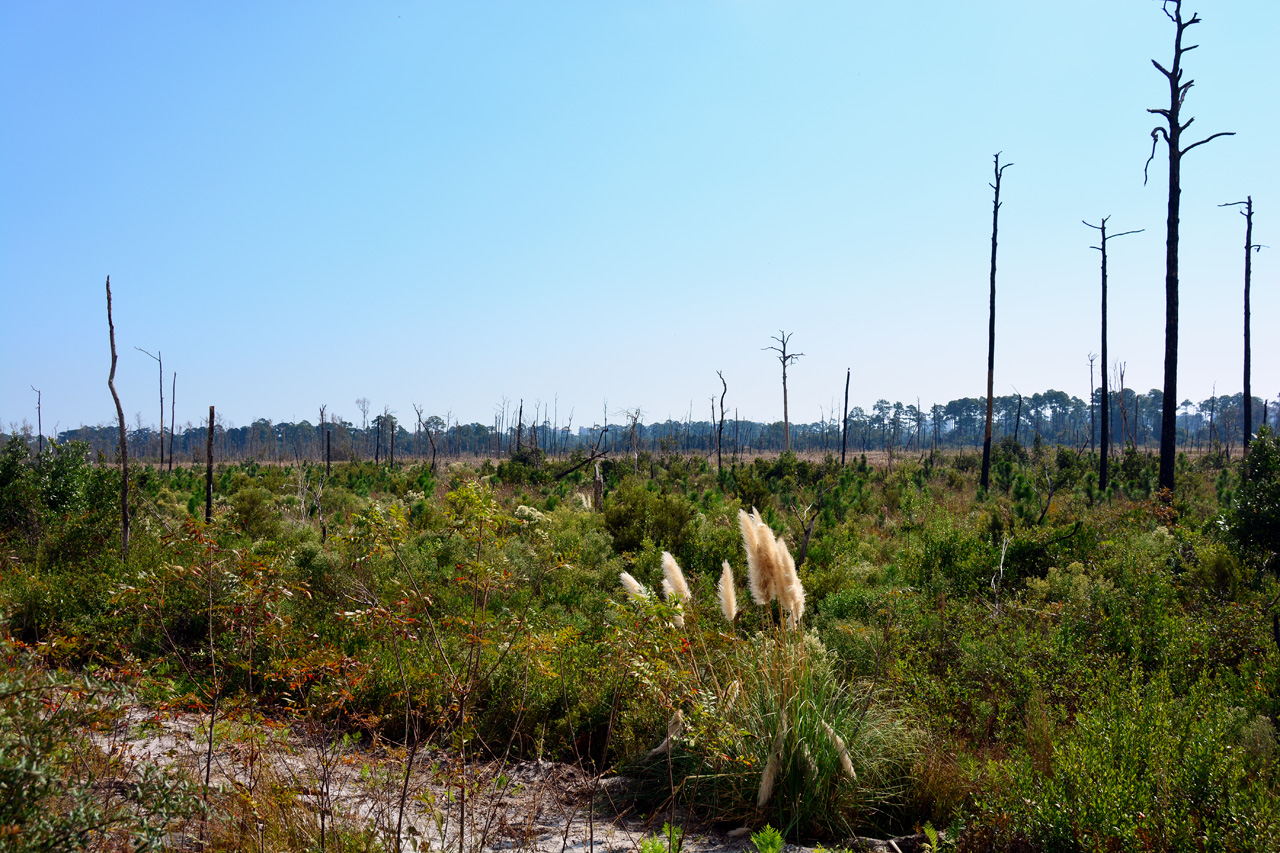 2014-10-27, 004, Twin Bridges, Gulf SP, AL
