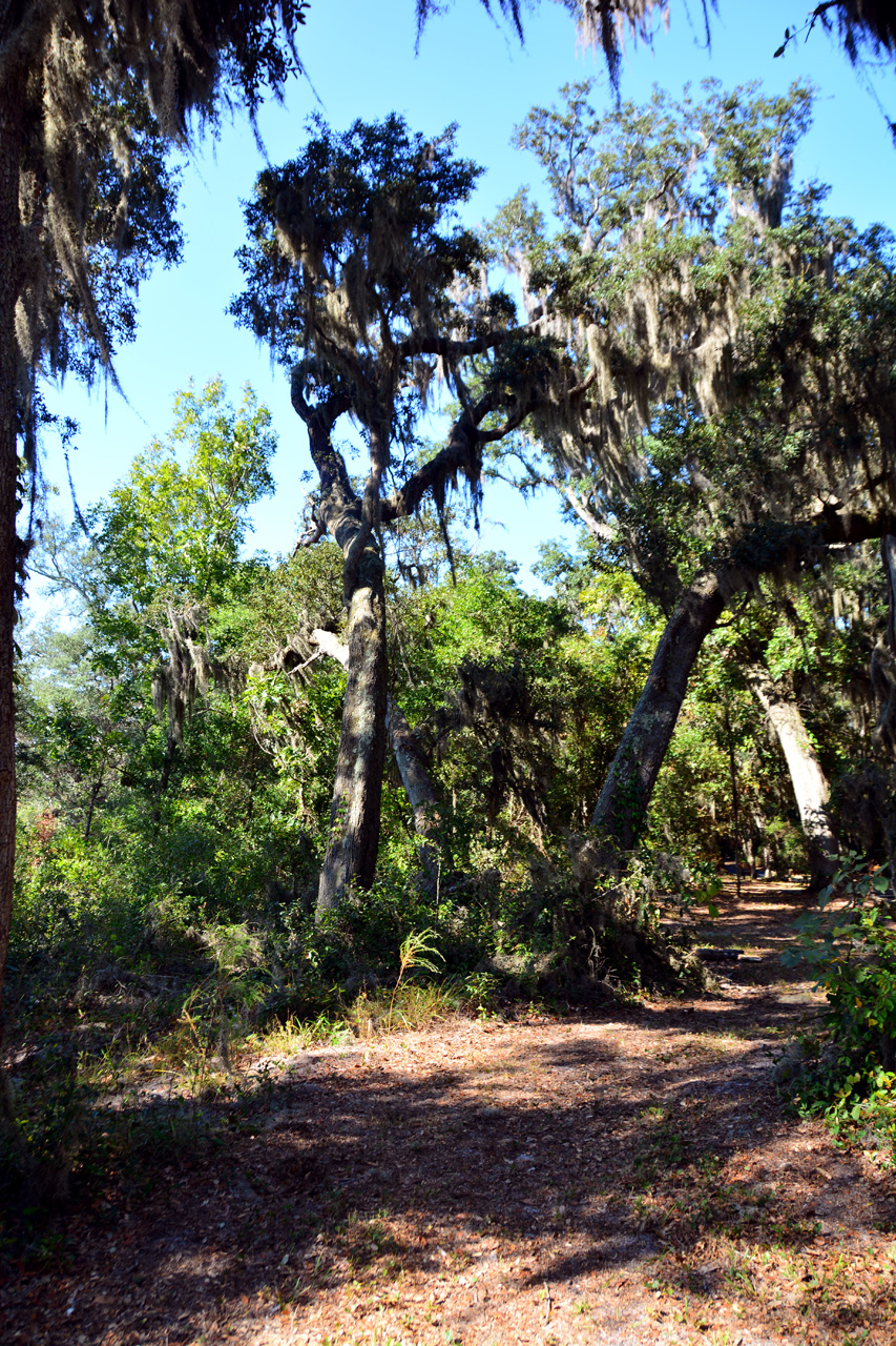 2014-10-27, 012, Gulf Oak Ridge, Gulf SP, AL