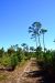 2014-10-24, 036, Armidillo Trail, Gulf SP, AL