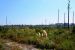 2014-10-27, 004, Twin Bridges, Gulf SP, AL