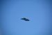 2014-11-09, 013, Blue Angels Overhead